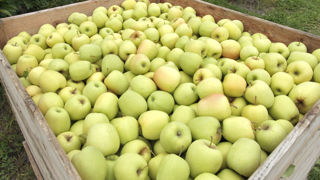 Le projet de pommes « C'est qui le patron ?! » démarrera avec la variété Golden, sur le territoire des Alpes de Haute-Durance. Le projet de pommes « C'est qui le patron ?! » démarrera avec la variété Golden, sur le territoire des Alpes de Haute-Durance.